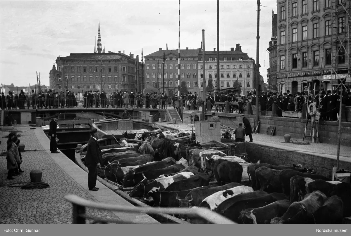 Kor transporteras med båt genom Slussen, Stockholm.