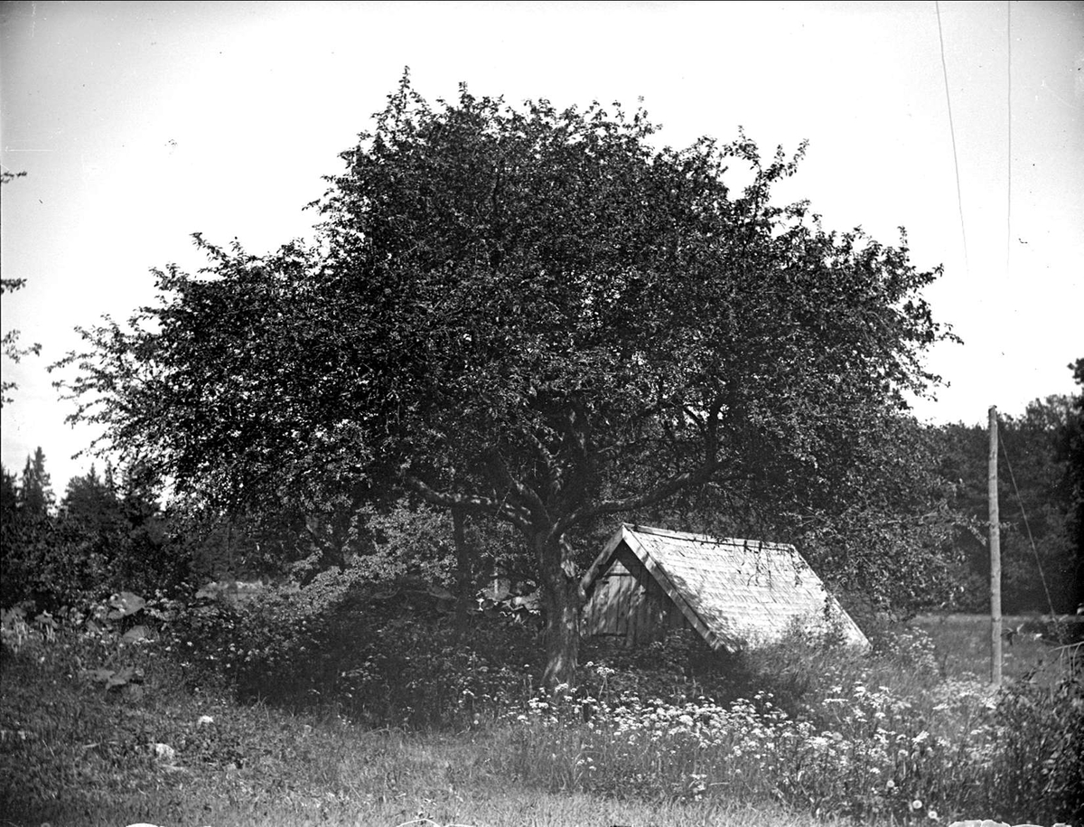 Träd vid Hjulsta, Enköpings-Näs socken, Uppland juni 1914