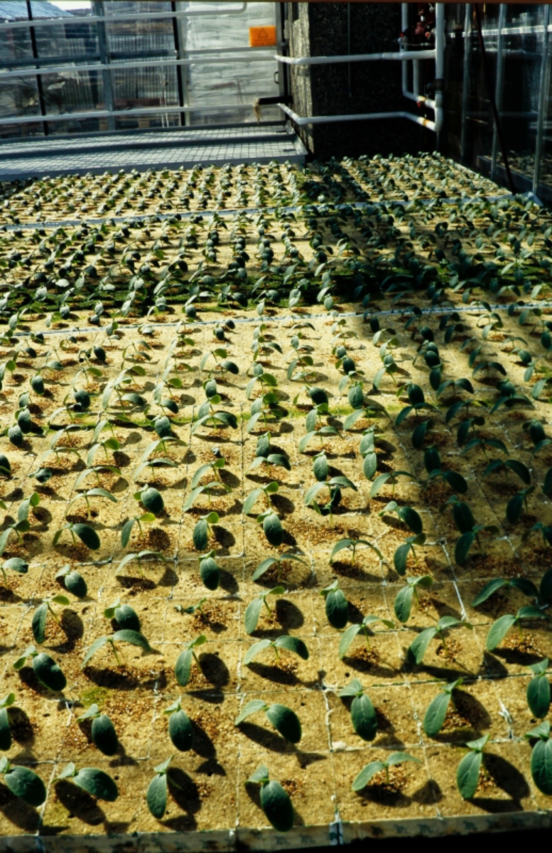 Agurkplanter med groblad i oppalshuset.
Agurk produksjon i veksthus.