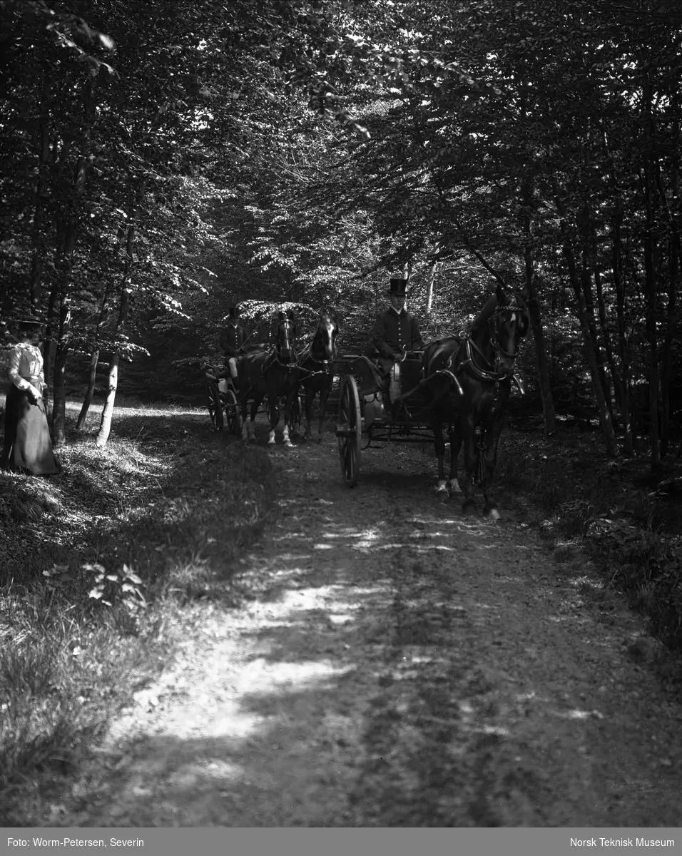 Transport med hest og kusk gjennom skogen