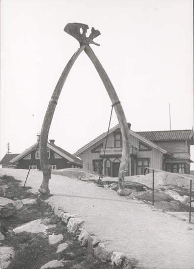 Noterat på kortet: "KÄRINGÖN".
"FOTO (D50) DAN SAMUELSON 1924. KÖPT AV DENS. DEC. 1958".