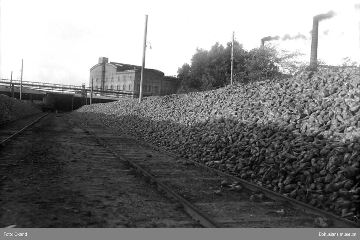 Sockerbetor levererade till ett sockerbruk i södra Sverige