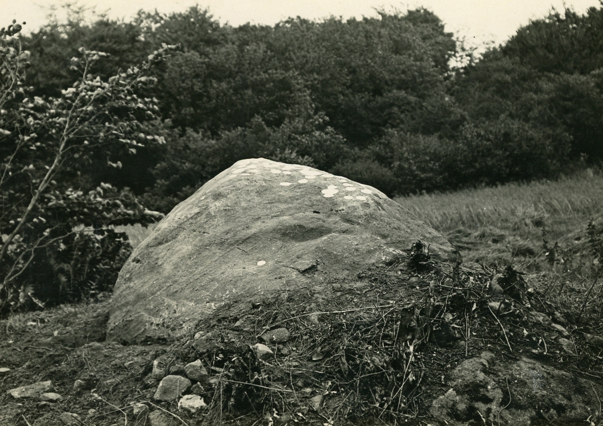 Hasslöv. RAÄ 49. Lassahusstenen med ristningar och skålgropar. Foto Lennart Lundborg 1975. Lassahusstenen. Foto 1923 A Sebelius.