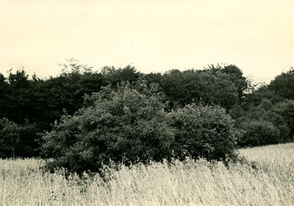 Hasslöv. RAÄ 49. Lassahusstenen från väster. Foto 1923 A Sebelius. Lassahusstenen från sydost. Foto 1923 A Sebelius.