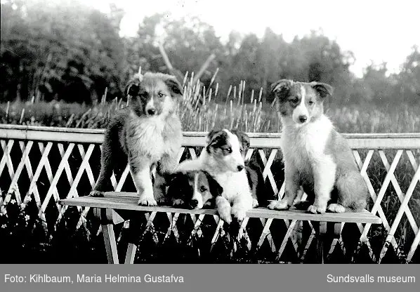 Porträtt av Maria kihlbaums Collievalpar. Hundar var hennes stora intresse, hon ställde ut på hundutställningar och vann flera fina priser.