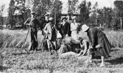 Skurdonn, mennesker samlet, to kvinner samler korn i såter, 