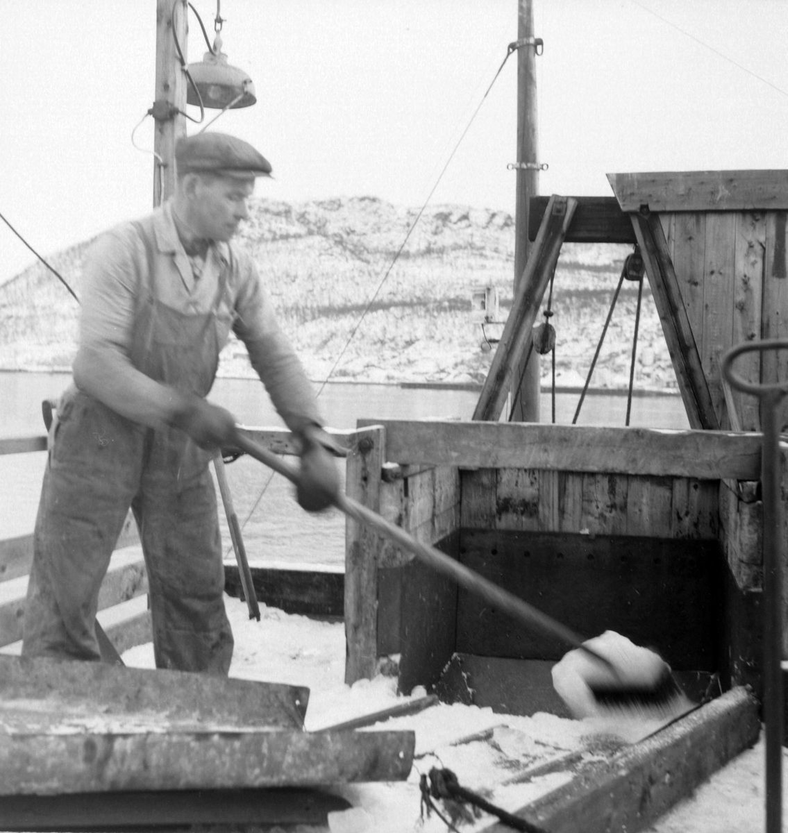Is fra Møkkelandsvannet leveres ved kai hos Bertheus J. Nilsen a/s i Harstad, 1954.