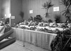 utstilling, Østfoldutstillingen, Østfold Havebruksforening,T