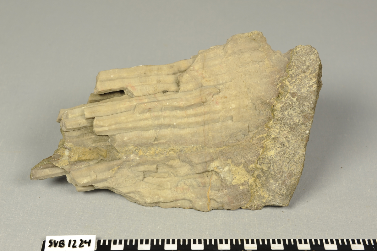 Fossil av dyret Kleopatrina-korall fra øvre karbontiden.