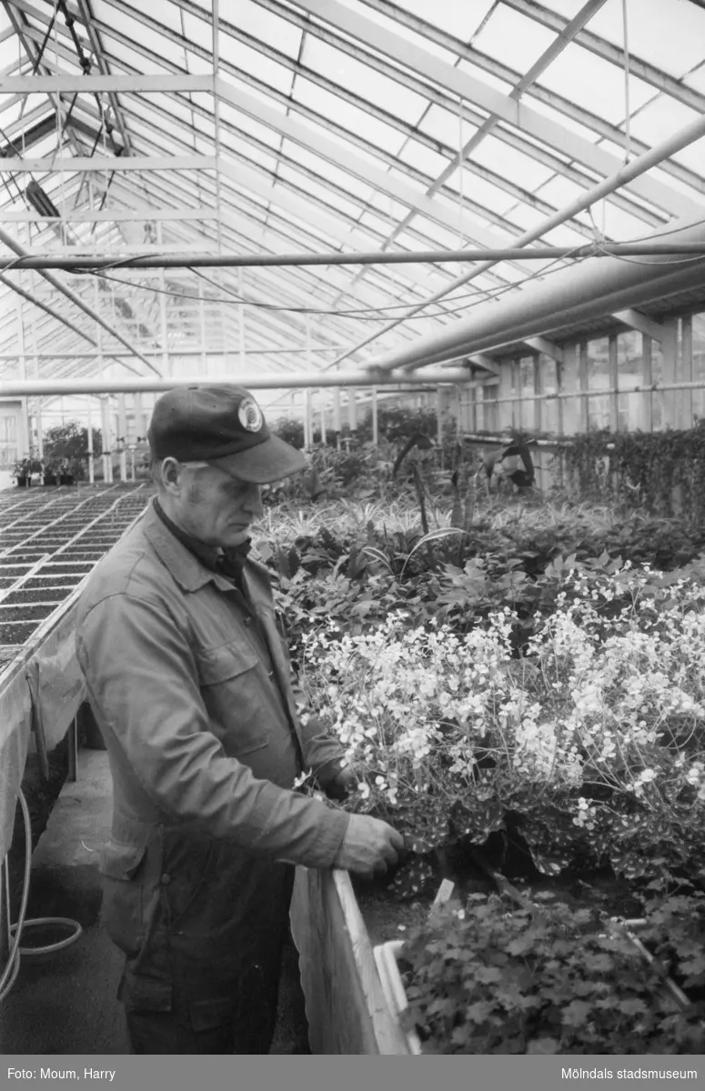 Kommunens växthus vid Gamla Riksvägen i Rävekärr, Mölndal, år 1983. "Harry Andersson sköter blommorna i kommunens växthus. Men hur blir det i fortsättningen?"

För mer information om bilden se under tilläggsinformation.