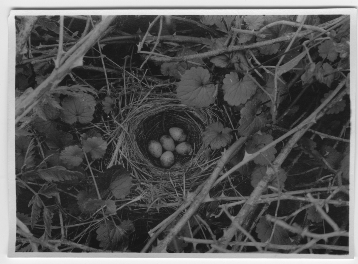 'Törnskata, bo med 5 ägg. Närbild. ::  :: Ingår i serie med fotonr- 1114-1147.'