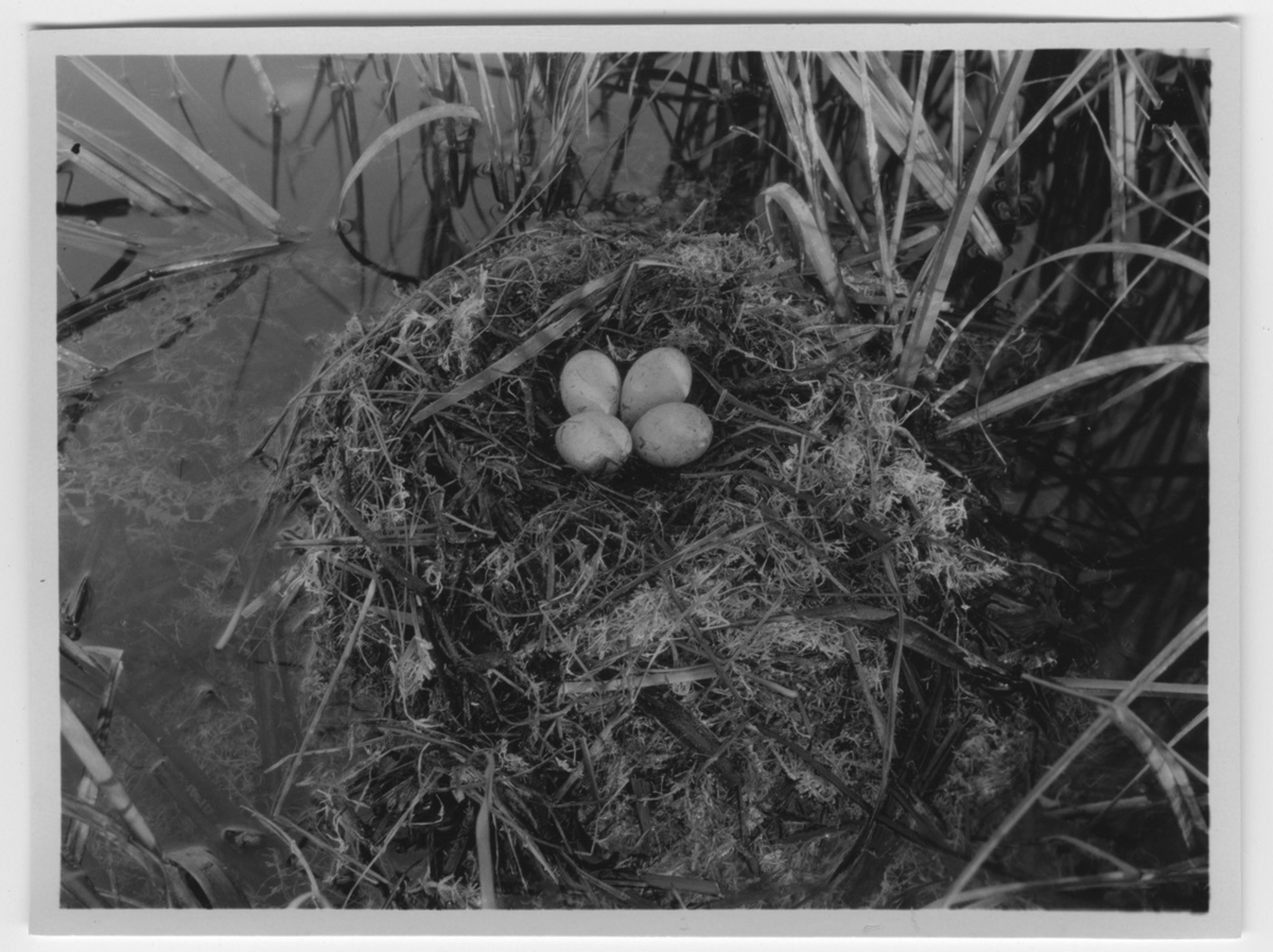 'Svarthakedopping, bo med 4 ägg. ::  :: Se serie med fotonr. 1258-1304.'