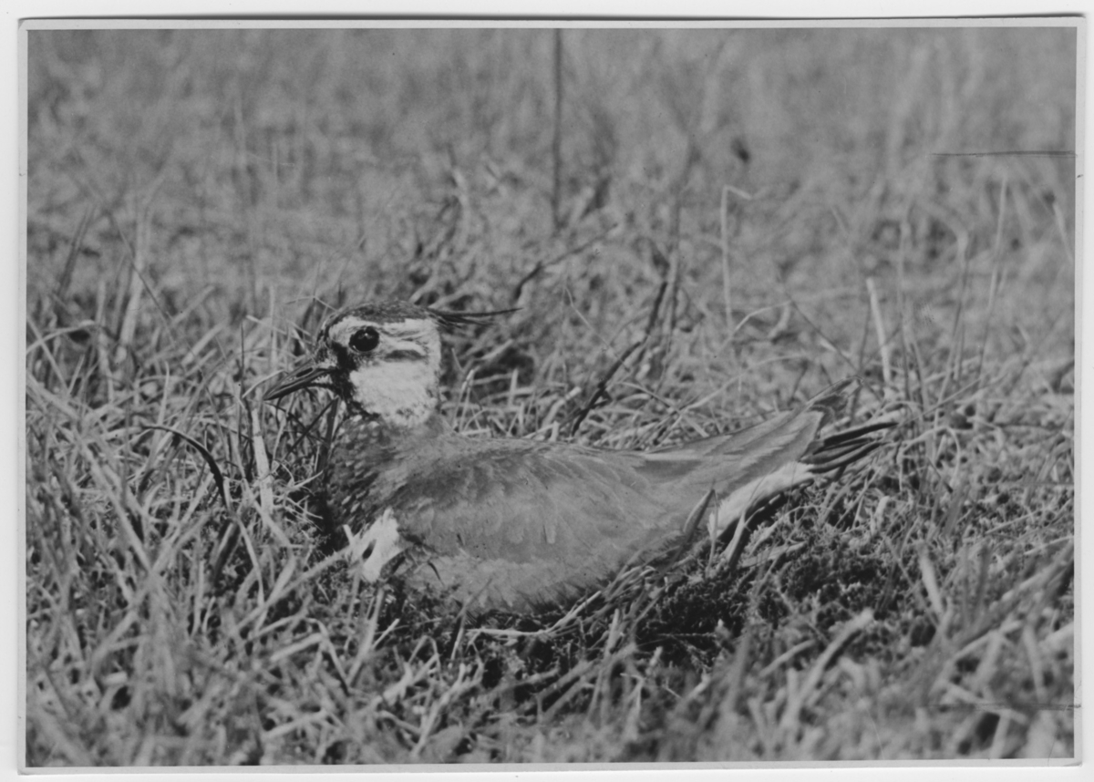 'Tofsvipa, liggande i gräset. Sedd från sidan, närbild. ::  :: Ingår i serie med fotonr. 2272-2304.'