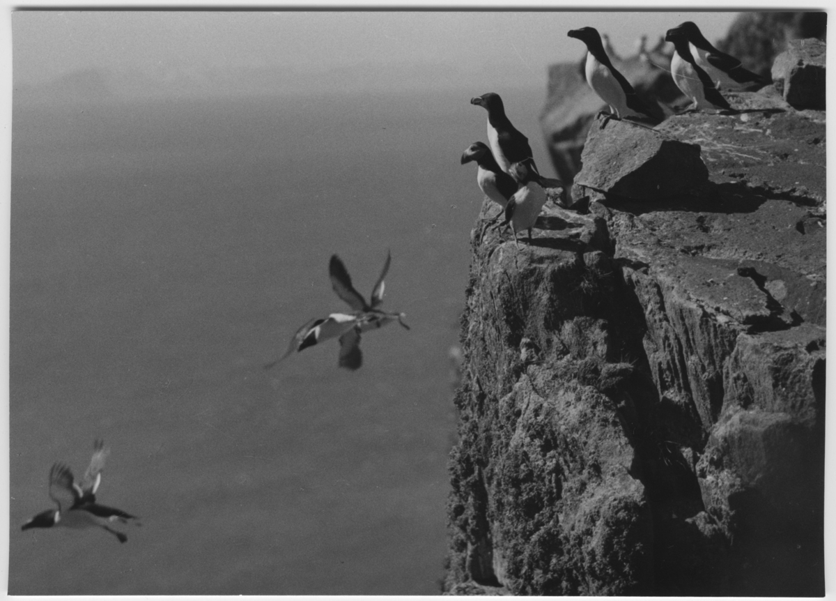 'Tordmular och lunnefåglar, 10-tal. Fåglar kastar sig ut från klippa. ::  :: Ingår i serie med fotonr. 3382-3407.'