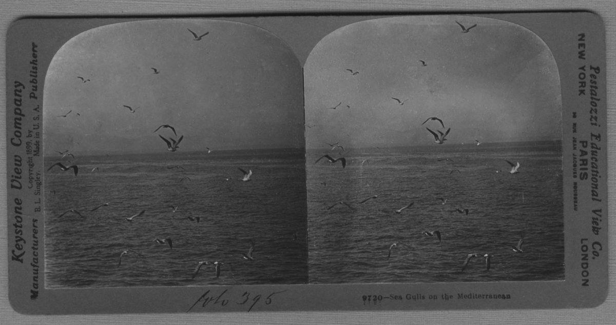 'Vy med måsar över havsyta. ::  :: ''9720 - Sea Gulls on the Mediterranean.'' ::  :: Ingår i serie med fotonr. 315-422.'