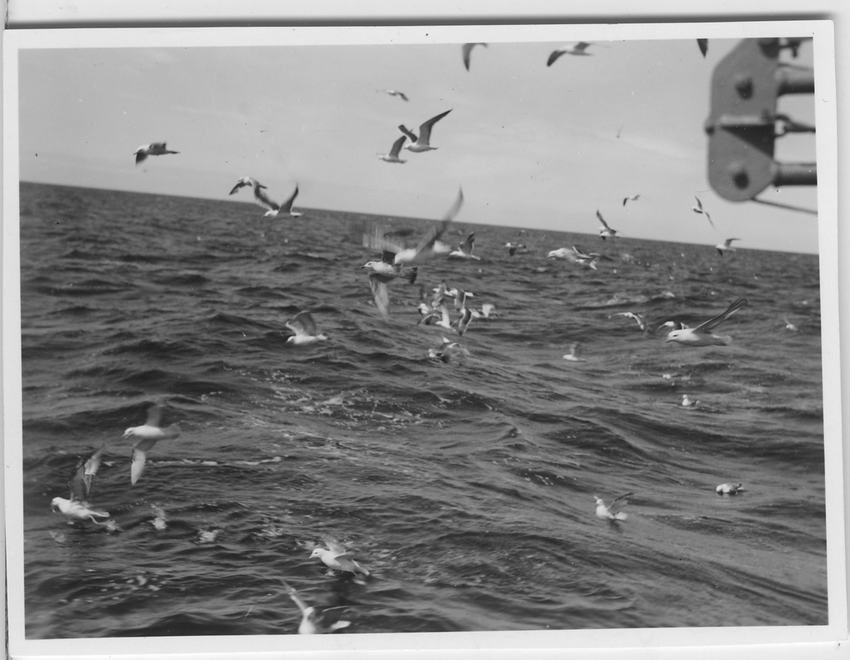 '''Skageraks''expedition 6-10 juni 1939: ::  :: Fågelmoln över vatten. ::  :: Ingår i serie 4101:1-8.'