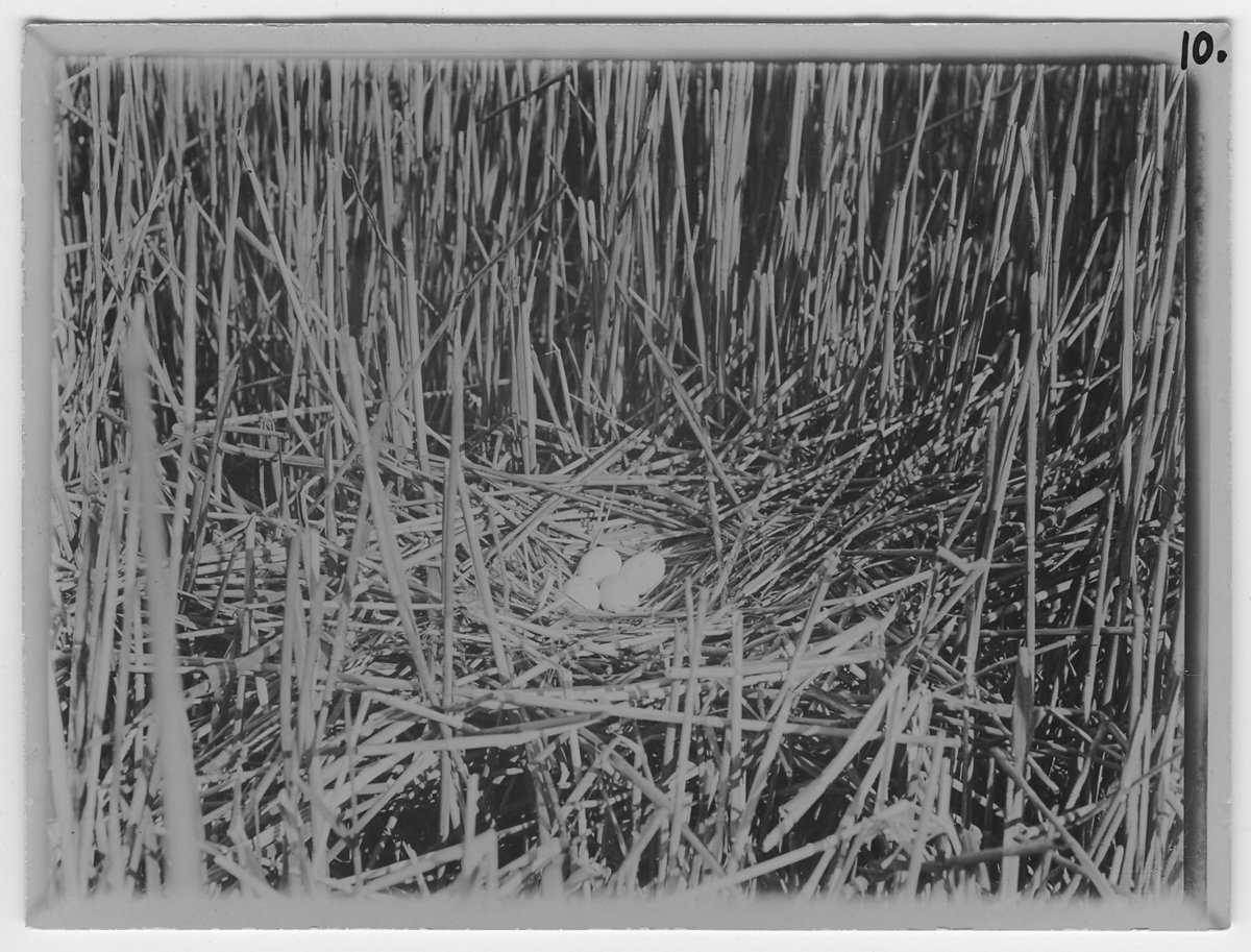 'Brun kärrhök, bo med 4 ägg, närbild, i vassvegetation. ::  :: Ingår i serie med fotonr. 450-467.'
