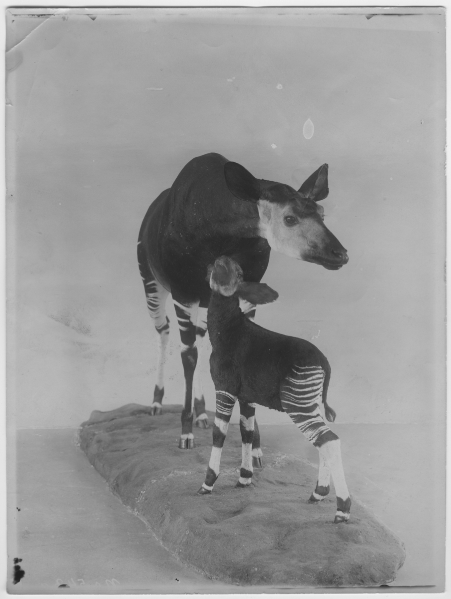 'Monterad okapi. Vuxet djur och 1 juvenil. ::  :: Ingår i serie med fotonr. 698-702.'