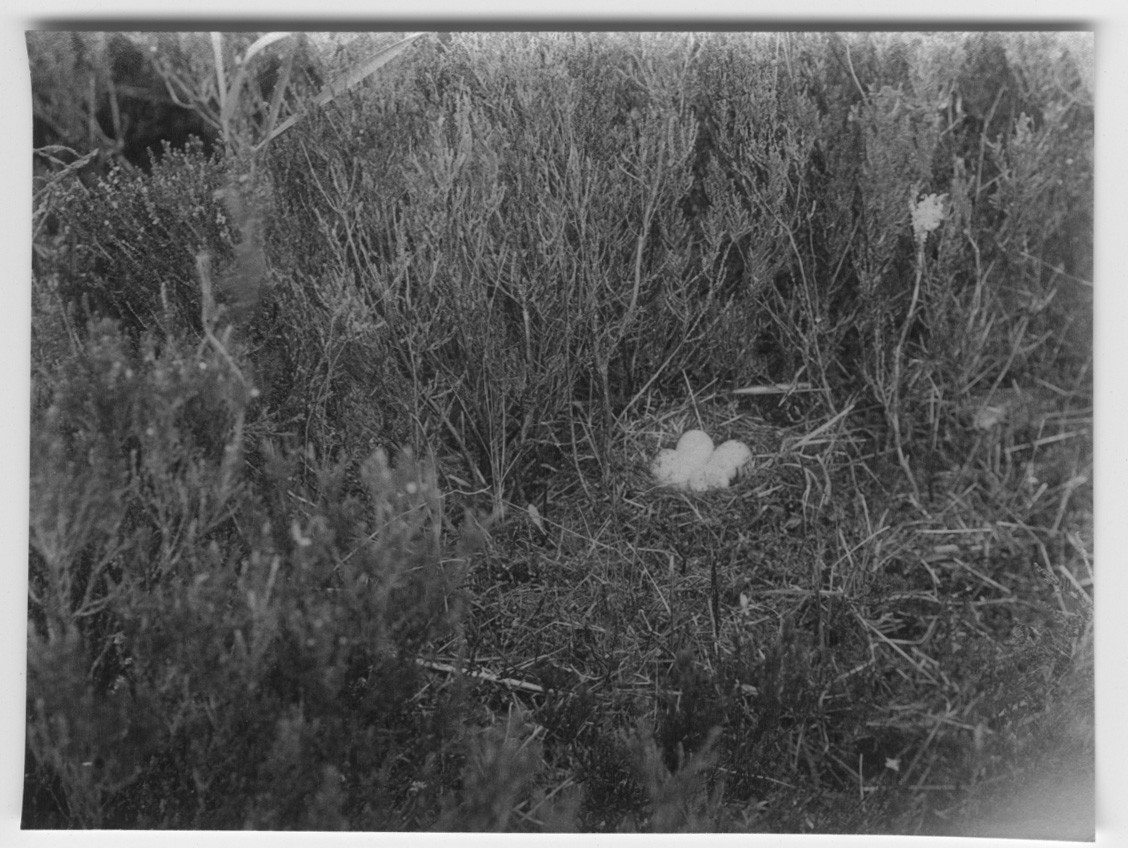 'Drillsnäppa, bo med 4 ägg. På en ö i Vänern. ::  :: Se serie med fotonr. 795-815.'