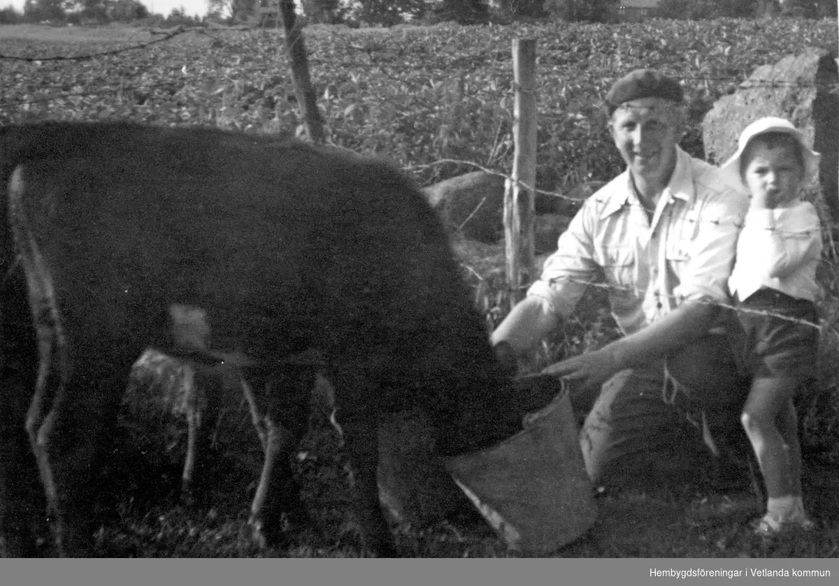 Gosta Brannestam och Per Olof Andersson matar en kalv.