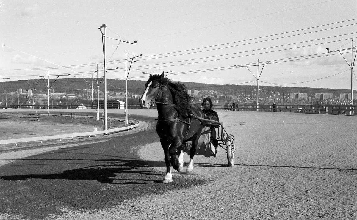 Haugesunds hester på Bjerke travbane.
