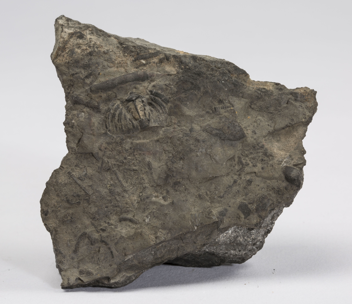 Fossil
MED TENTACULITES SP.