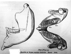 Dr. Johan Kjær: Elefanter og mammutter