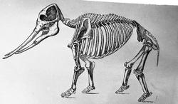 Dr. Johan Kjær: Elefanter og mammutter