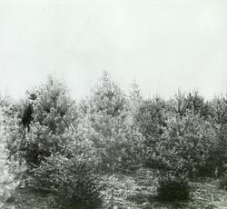 Minne Skolebørnsplantning 1891, fot. 1898