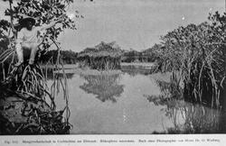 Plantens Ernæring. ... Lysbilleder. Selsk. f. Chra Bys ...