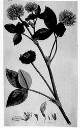 Plantens ernæring o.a. botan.