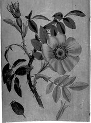 Plantens ernæring o.a. botan.