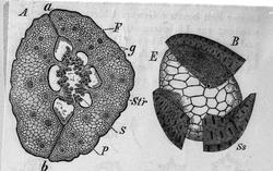 Handelsgymnasiet okt 1904 Botanik