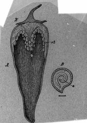 Handelsgymnasiet okt 1904 Botanik