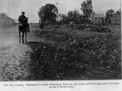 Landbrukshøgskolen, Prof. Christie