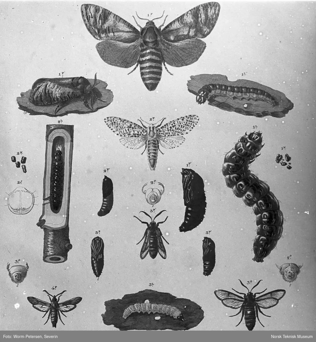 Insekter, forskjellige stadier