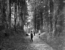 Vei ved Motohakone, Japan