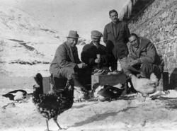 Fire menn og høner, Albania