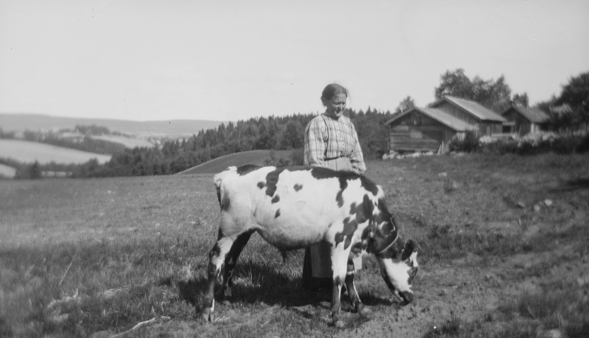 En kvinne er avbildet sammen med en kvige i landlige omgivelser ved sommerstid.