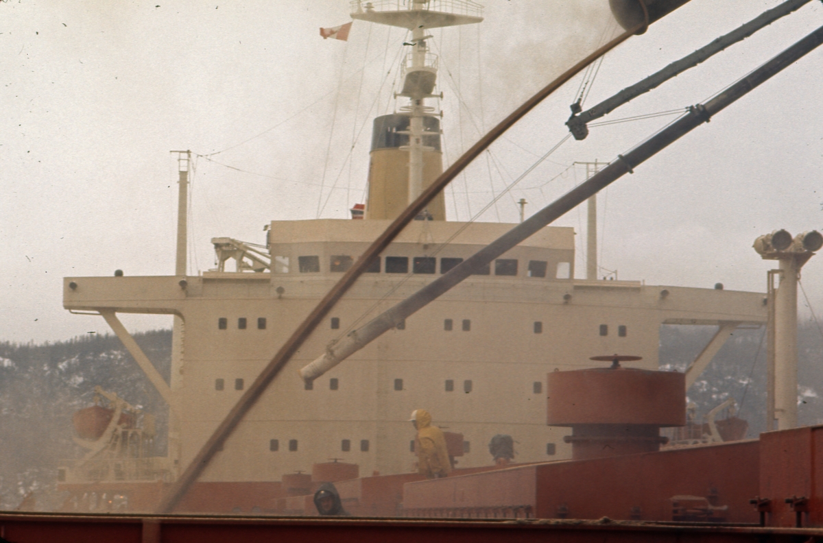 M/S ‘Vikara’ (b.1973, Mitsubishi Heavy Industries Ltd., Kobe, Japan), under kornlasting på Newfoundland.