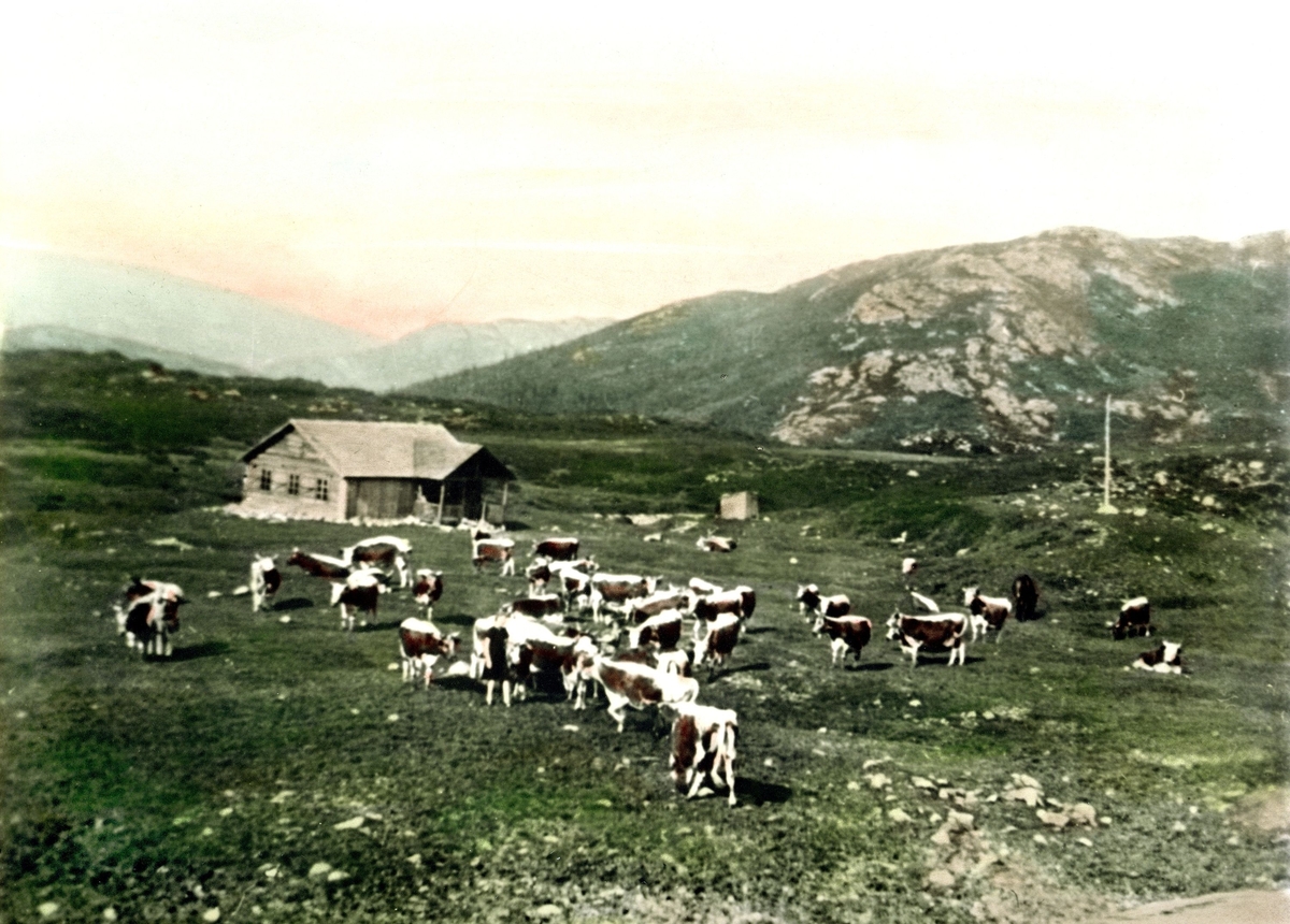 Daae-hytta på Hollane med kyr, 1932.  Bildet er fargelagt.