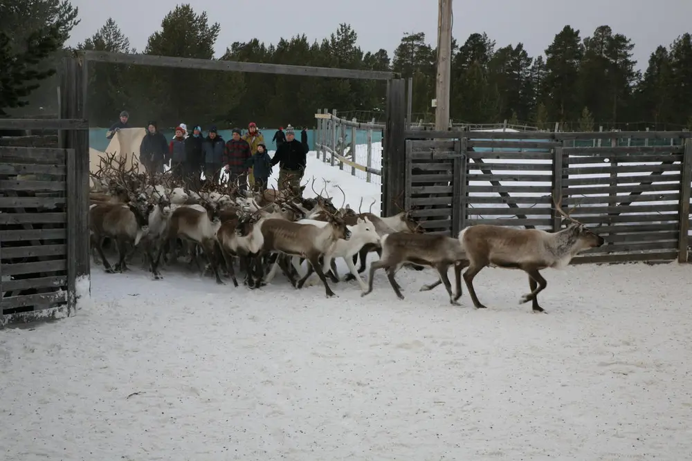 Rein på vei inn i reingjerde