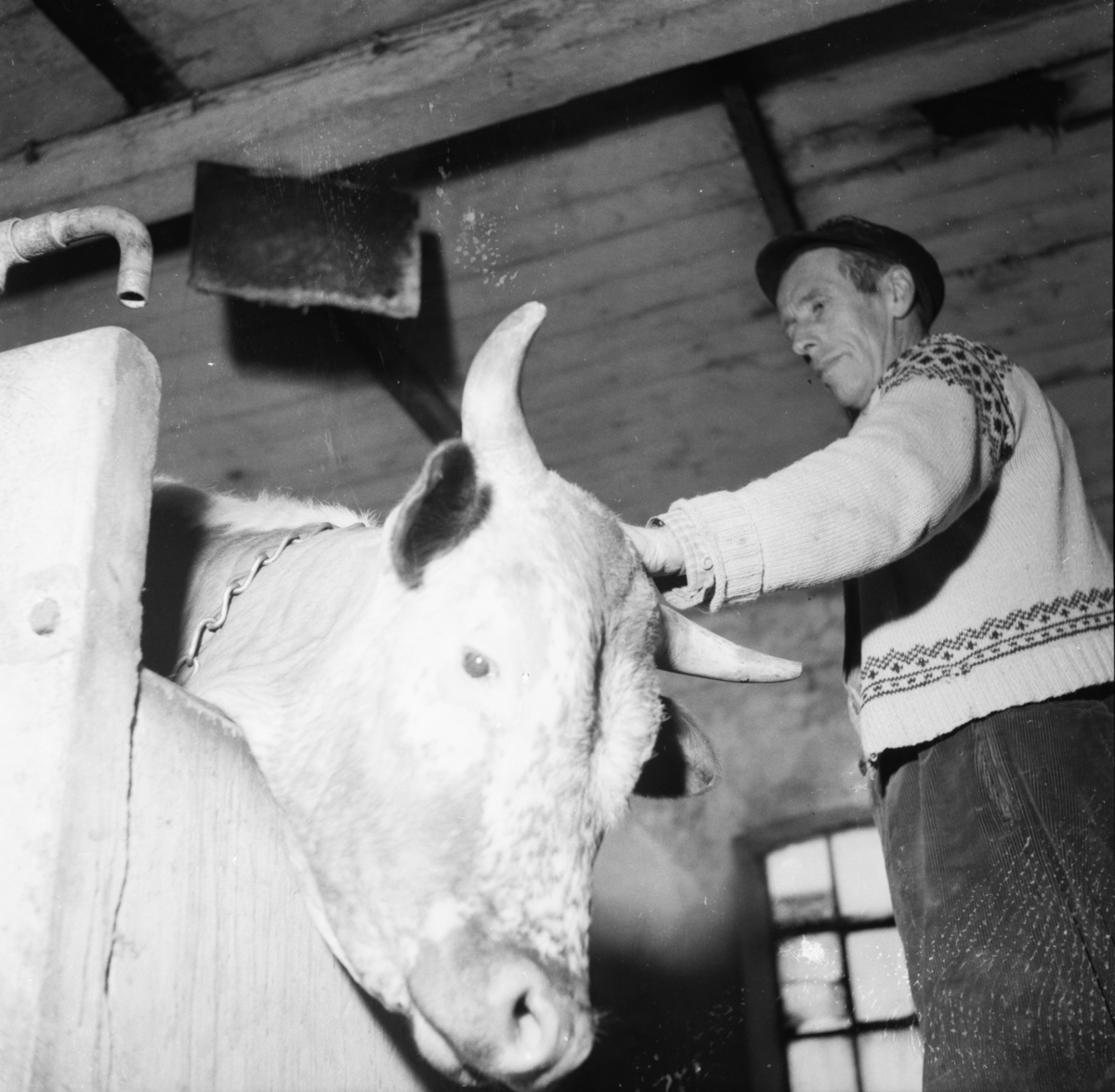 Vardens arkiv. "Hansen i Bakkane, Solum. Bønder selger besetningen"  28.04.1954