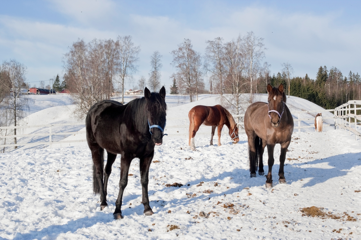 Tre hester i snøen
