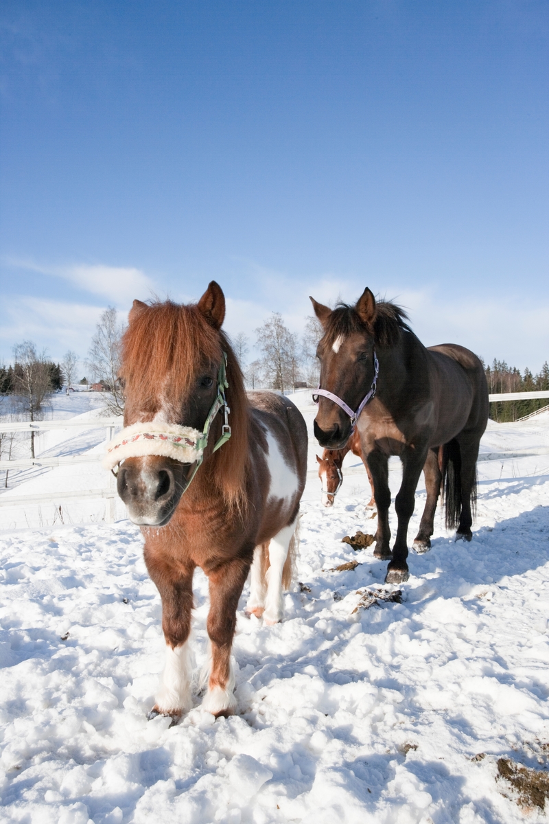 To hester i snøen