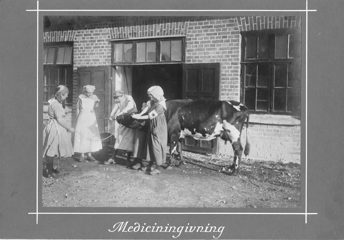 Medicinering av ko utanför ladugård Blå Stjärnans första kurs i allmän djurvård 1917.