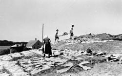 Klippfisk-tørking på Blomneset.  I forgrunnen legges fisken 