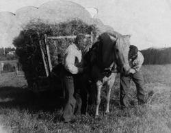 To karer gjør klart for høykjøring med hest.  Bilde fra foto