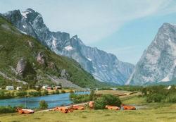 Postkort ";139/025-453"; med motiv fra et en flokk kyr i for