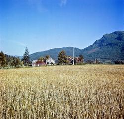 Foto fra en høstdag på Lillebråten,
på Ålvundeid i
Sunndal k